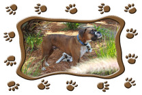 Paw-Prints-frame-sample-with-dog-picture-for-t-shirt-#8-r